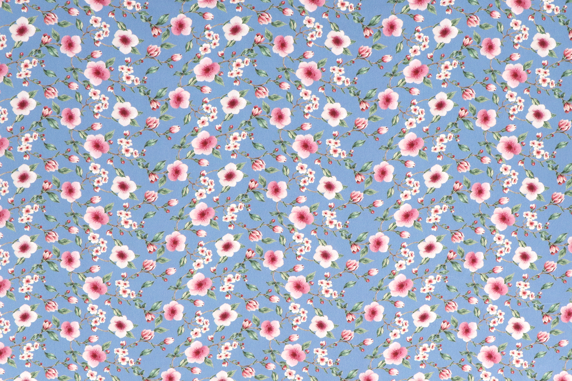 French Terry, fiori di ciliegio su fondo azzurro